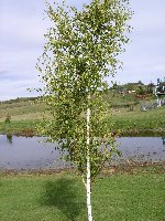 Cutleaf Weeping Birch