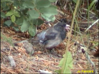 Dark-eyed Junco