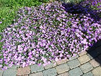 Dianthus Siberian Blue