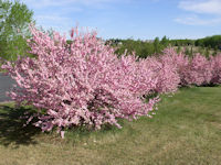 Double Flowering Plum