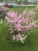 Double Flowering Plum