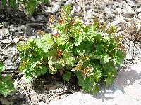 Dwarf European Cranberry