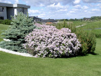 Dwarf Korean Lilac