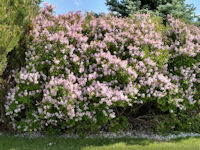 Dwarf Korean Lilac