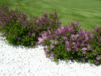 Dwarf Korean Lilac