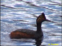 Eared Grebe