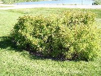 Hedge Roses