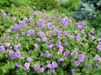 Geranium Cranesbill