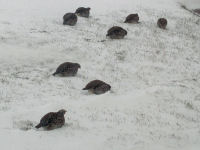 Gray Partridge