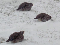 Gray Partridge