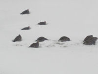 Gray Partridge