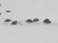 Gray Partridge