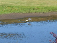 Great Blue Heron