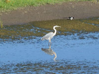 Great Blue Heron