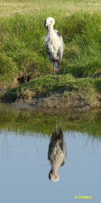 Great Blue Heron