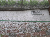 Path along vegetable yard