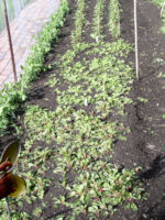 Swiss chard, endive, red beets