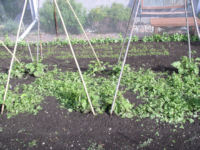 Spinach, carrots