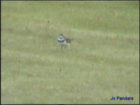 Killdeer