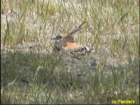 Killdeer