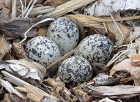 Killdeer nest