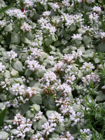 Lamium Dead Nettle