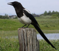 Black-billed Magpie