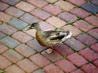 Mallard