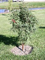 American Mountain Ash