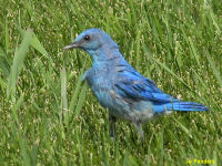 Mountain Blue Bird