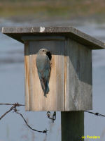 Mountain Blue Bird