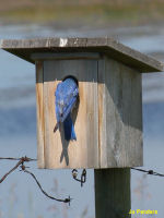 Mountain Blue Bird