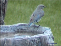 Mountain Blue Bird