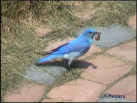 Mountain Blue Bird