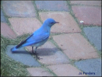 Mountain Blue Bird