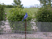 Mountain Blue Bird