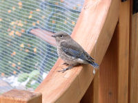 Mountain Blue Bird