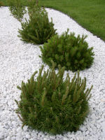 Mugho Pine