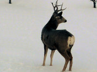 Mule Deer