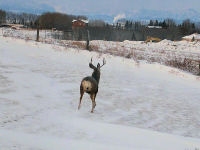 Mule Deer