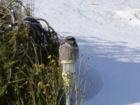 Northern Hawk Owl