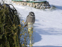 Northern Hawk Owl