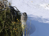 Northern Hawk Owl