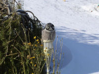 Northern Hawk Owl