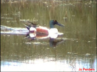 Northern shoveler