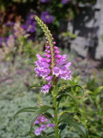 Obedient Plant