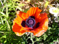 Oriental Poppy