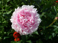 Peony - Double