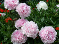 Peony - Double