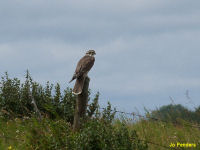 Peregrine Falcon